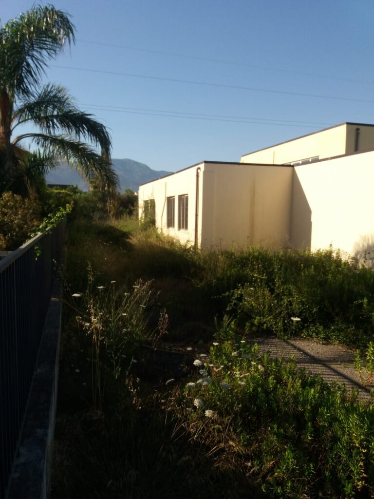 WhatsApp-Image-2020-06-30-at-11.23.20-768x1024 Barcellona, vegetazione spontanea ed incuria nella dismessa scuola in via Cambria
