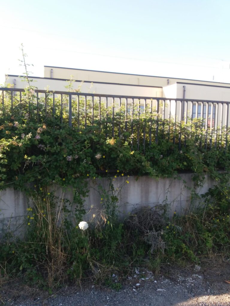 WhatsApp-Image-2020-06-30-at-11.23.21-768x1024 Barcellona, vegetazione spontanea ed incuria nella dismessa scuola in via Cambria