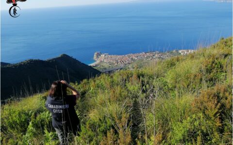 forestale-480x300 Stretto di Messina, Operazione Adorno per la salvaguardia dei rapaci migratori