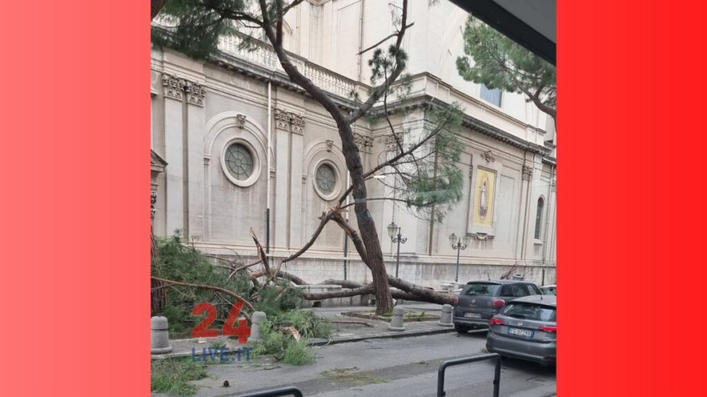 24LIVE-EVIDENZA-albero-piazza-duomo2-1024x576 Barcellona, danni per il vento delle ultime ore: caduto uno dei pini di piazza Duomo, in via Carducci
